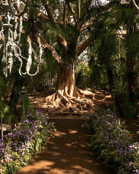 enchanted-forest